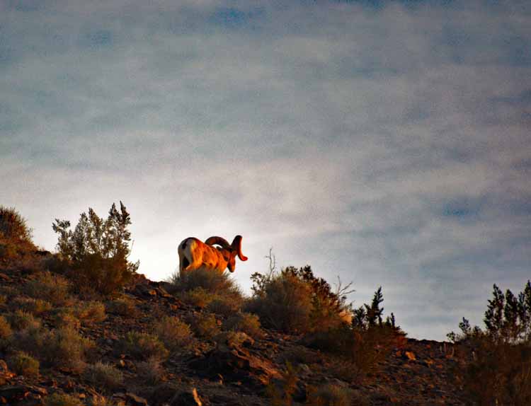 bighorn sheep